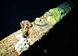Worm on Ship Wreck railing. by Robert Fleckenstein 